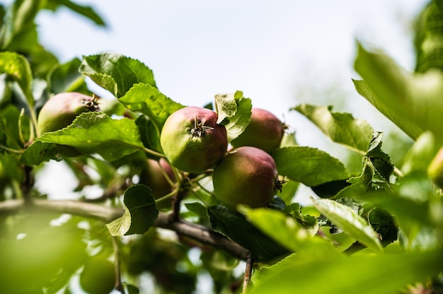 Free photo closeup shot of semi-ripe apples on a branch in a garden