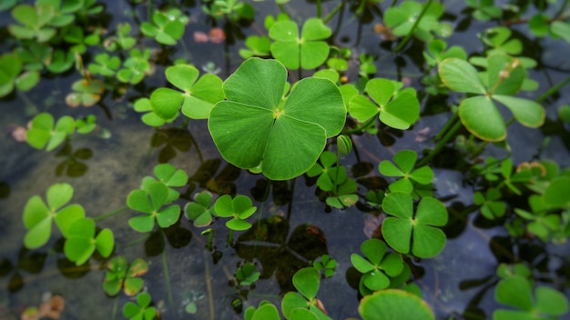 Free photo closeup shot of a shamrock plant growing in the water