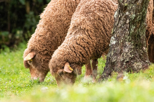 Closeup shot of sheep grazing in a pasture