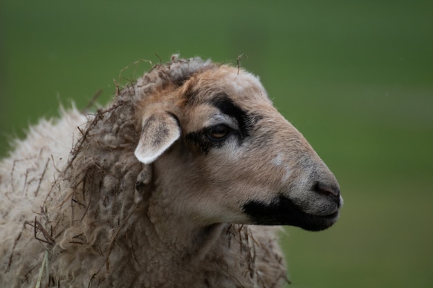 Free photo closeup shot of a sheep with a blurred background