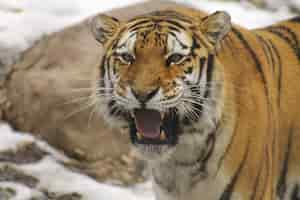 Free photo closeup shot of a siberian tiger in the zoo