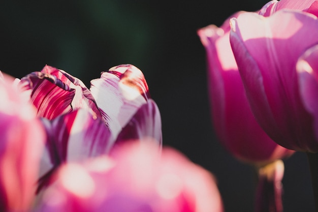 Free Photo closeup shot of a single white and purple tulips in a purple tulip field - individuality concept