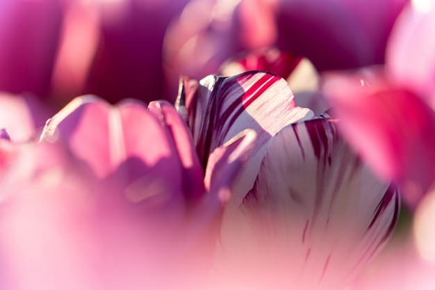 Closeup shot of a single white and purple tulips in a purple tulip field - individuality concept