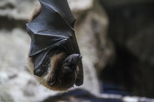 Bat photos