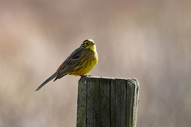 Closeup shot of a small bird perched on a dried wood