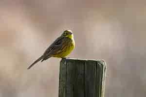 Free photo closeup shot of a small bird perching on dry wood