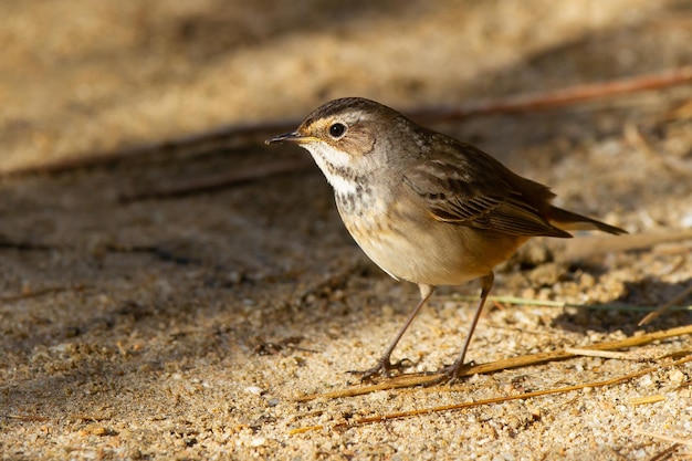 Closeup shot of the small bluethroat bird standing on the ground