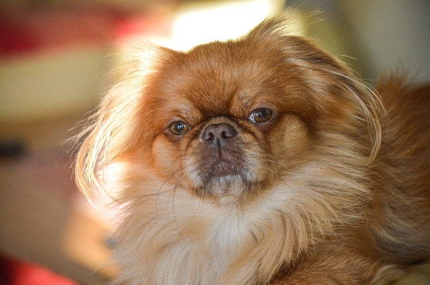 Free Photo closeup shot of a small brown lion dog