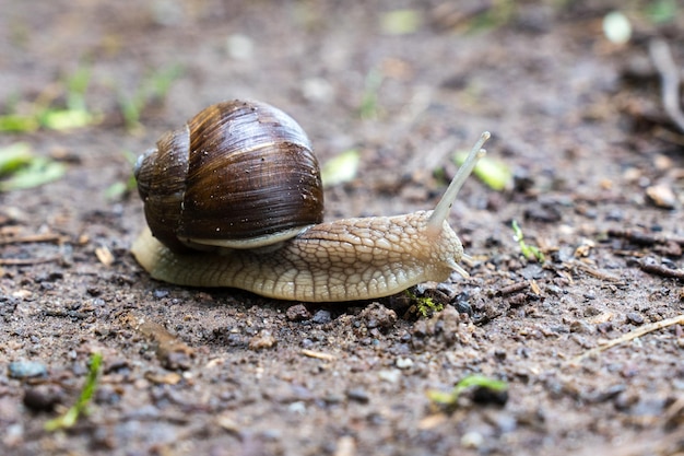 Free photo closeup shot of a small brown snail on soil