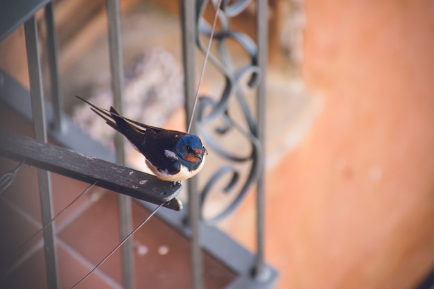 Closeup shot of a small cute cliff swallow resting on a cloth drying rope near a balcony