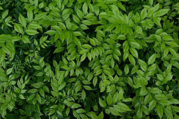 Closeup shot of the small green leaves of a bush