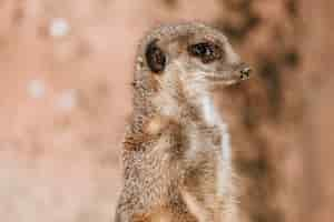 Free photo closeup shot of a small meerkat