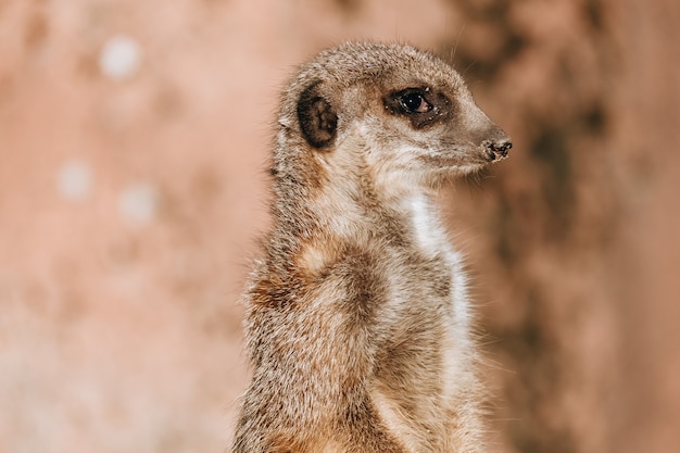 Free Photo closeup shot of a small meerkat