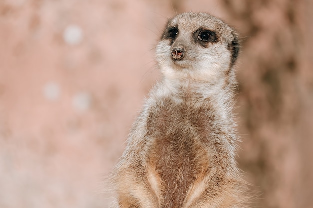 Free Photo closeup shot of a small meerkat