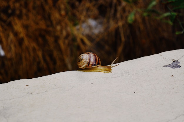 Free photo closeup shot of a small snail with a brown shell gliding on the tip of a stone