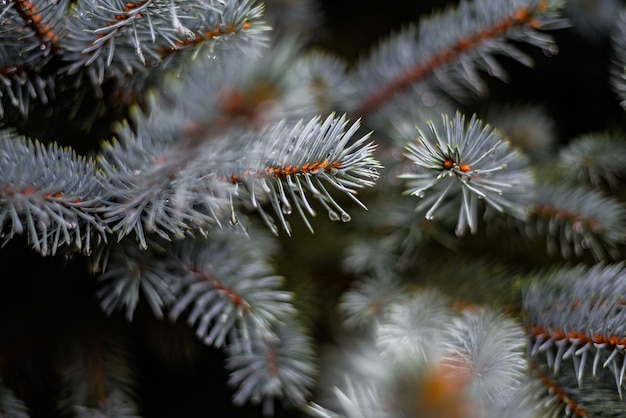 Free Photo closeup shot of small water droplets on pine branches