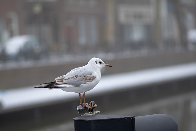 Free Photo closeup shot of a small white bird standing on a piece of metal during daytime