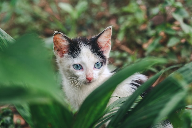 Closeup shot of a  small white cat in the nature