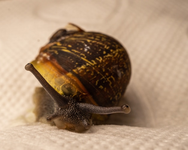 Free photo closeup shot of snail on a cloth