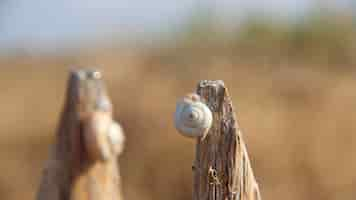 Free photo closeup shot of a snail on a piece of wood