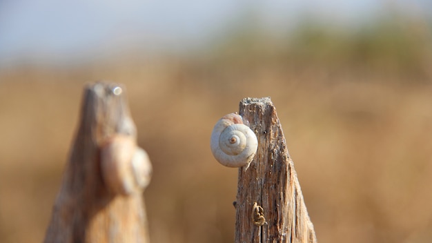 Free Photo closeup shot of a snail on a piece of wood