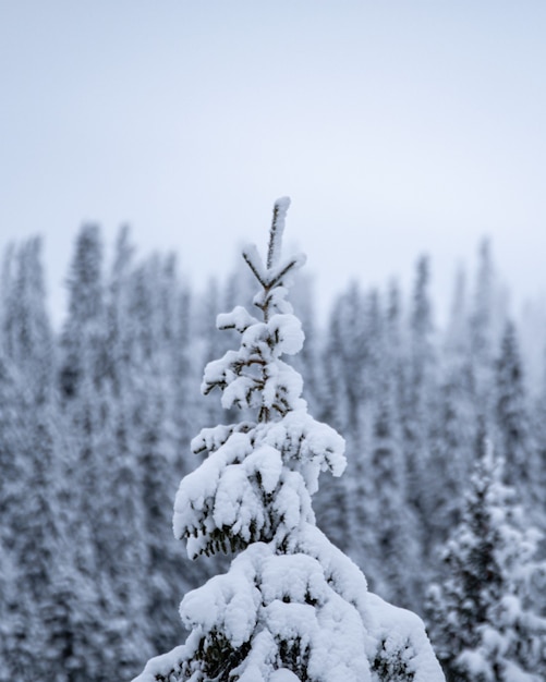 Free photo closeup shot of snow covered fir treetop in a ski resort