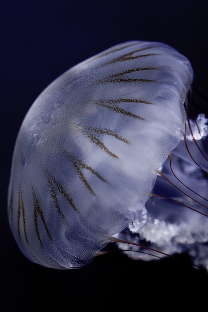 Free Photo closeup shot of a south american nettle swimming in the deep water