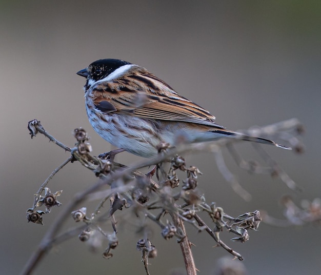 Closeup shot of a sparrow perched on bush