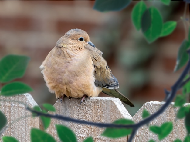 Free photo closeup shot of a sparrow on a wooden fence