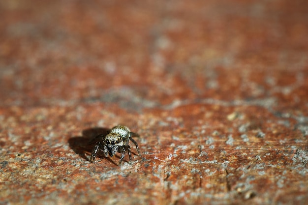 Free photo closeup shot of an spider insect on a rusty cement ground