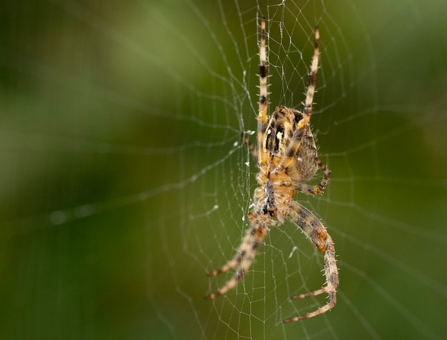 Free Photo closeup shot of a spider on a spider web