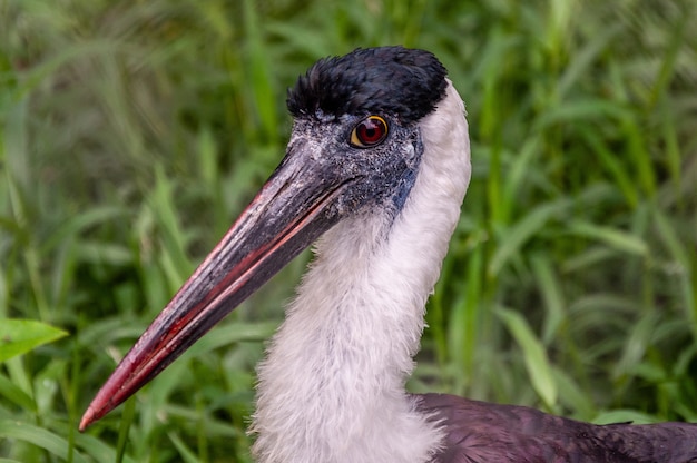 Free Photo closeup shot of a spoonbill bird on a blurred natural background