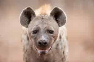 Free photo closeup shot of a spotted hyena salivating and panting