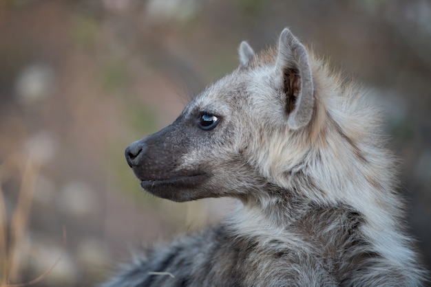 Free photo closeup shot of a spotted hyena with a blurred background