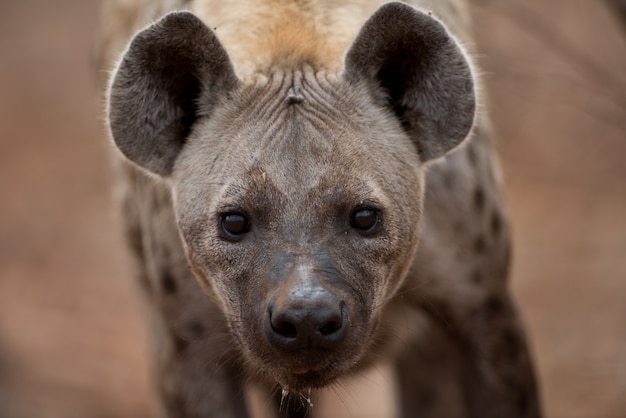 Free photo closeup shot of a spotted hyena