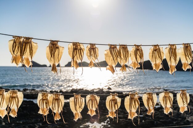 Free Photo closeup shot of squids being dried under a sunny sky near a coast