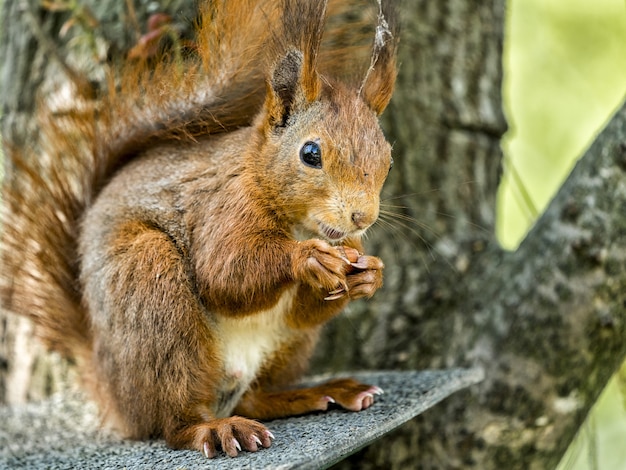 Free photo closeup shot of a squirrel on the tree branch under the sunlight