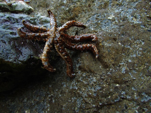 Closeup shot of a starfish in Wied Znuber