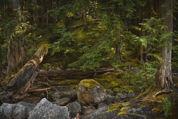 Free Photo closeup shot of stones covered in moss and trees in the washington forest