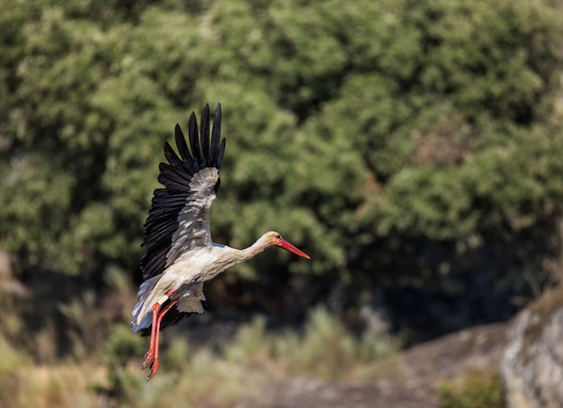 Free photo closeup shot of stork flying