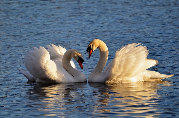 Free Photo closeup shot of swans on the water making a heart shape with their wings raised