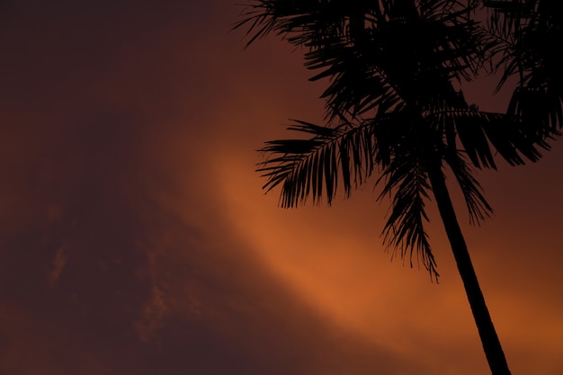 Free Photo closeup shot of a thin palm tree during sunset in gili air-lombok, indonesia