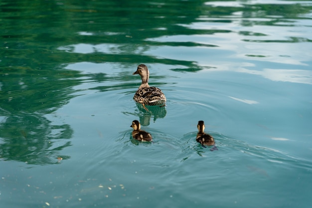 Free photo closeup shot of three cute ducks swimming in lake bled, slovenia in the daytime - family