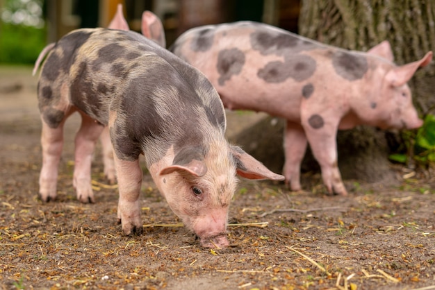 Closeup shot of three domesticated pigs