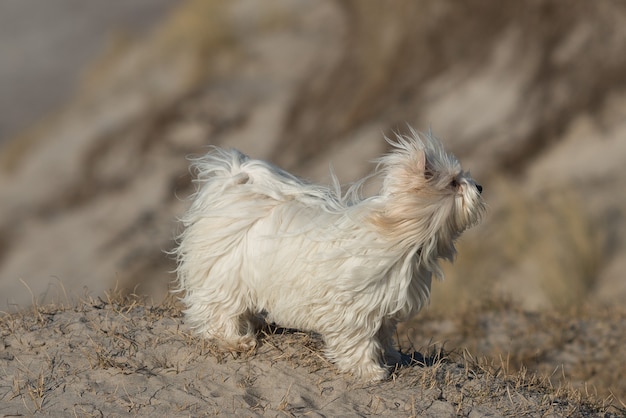 Closeup shot of a Tibetan Terrier on a sandy ground