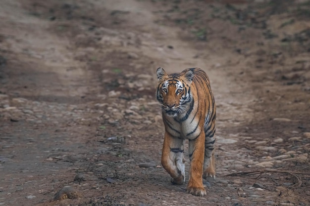 Closeup shot of a tiger captured in the wilderness