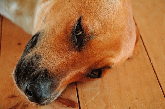 Closeup shot of a tired cute brown domestic dog laying on the wooden floor