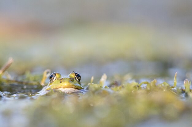 Closeup shot of a toad sticking its head out of the water