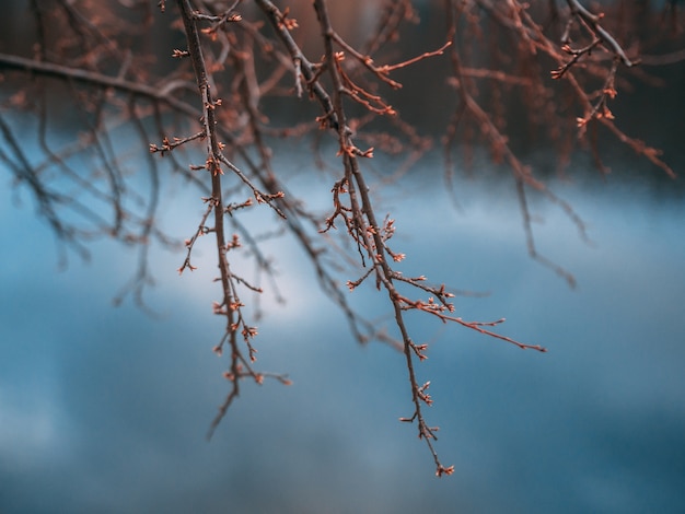 Free Photo closeup shot of a tree branch