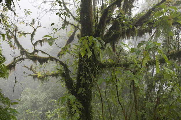 Free photo closeup shot of a tree in a forest covered in the fog